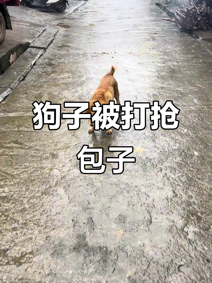 狗狗吃肉包子,竟然被“打”了!