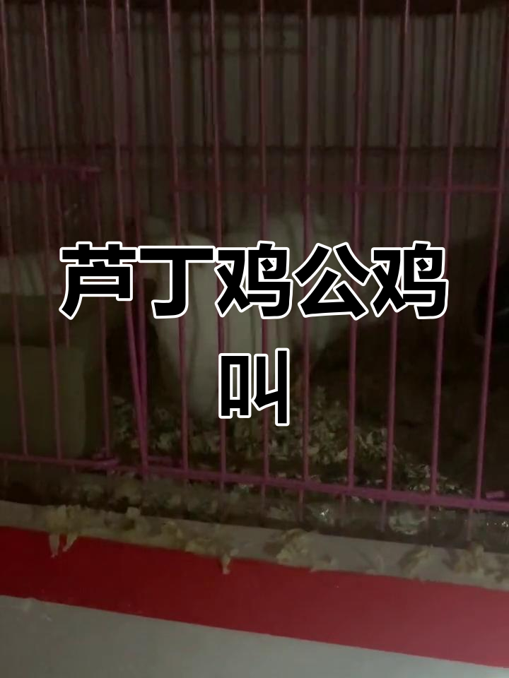 公鸡与母鸡叫声的区别,你听过吗?