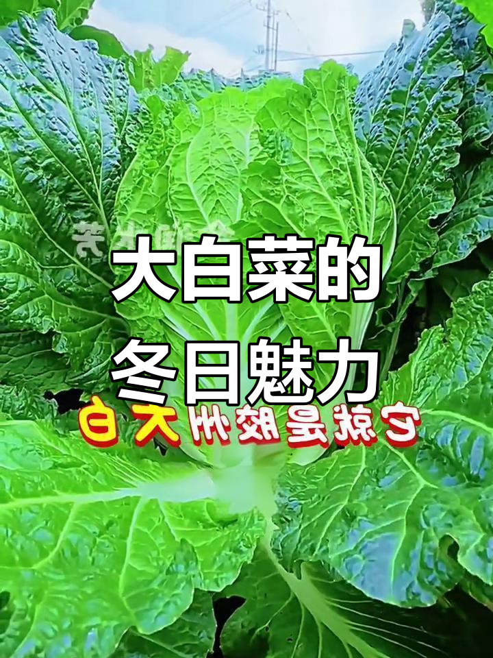 冬季必备胶州大白菜，鲜嫩可口，腌制酸菜更是美味无敌