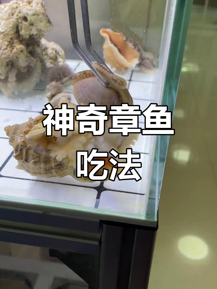 章鱼宝宝进食全过程揭秘