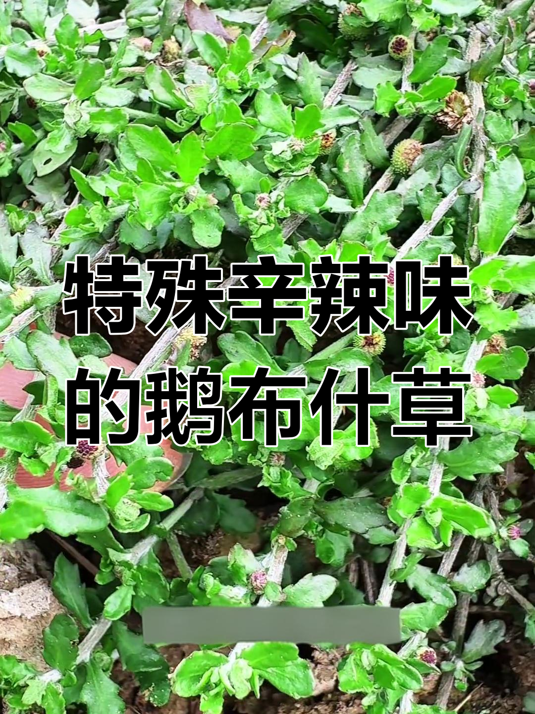 鹅不食草:一种让人打喷嚏的奇特植物