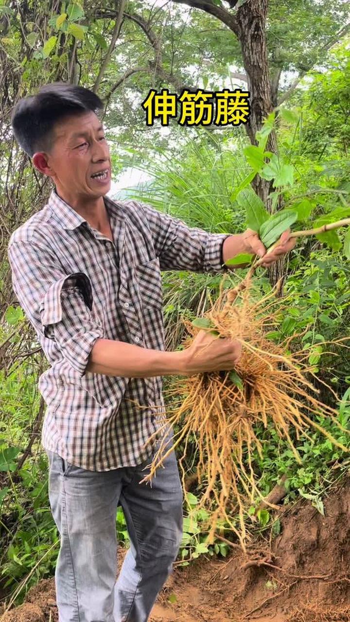 伸筋藤、牛尾结，咱农村老家这两种植物你们叫啥