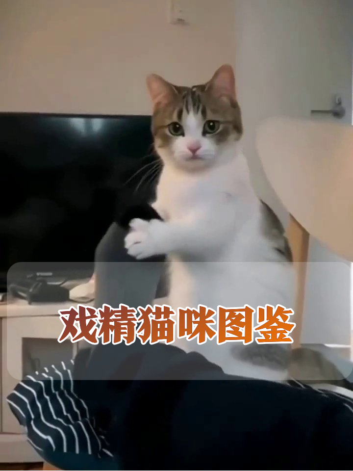 橘猫盯面包小白猫生气，猫咪日常每帧都是表情包