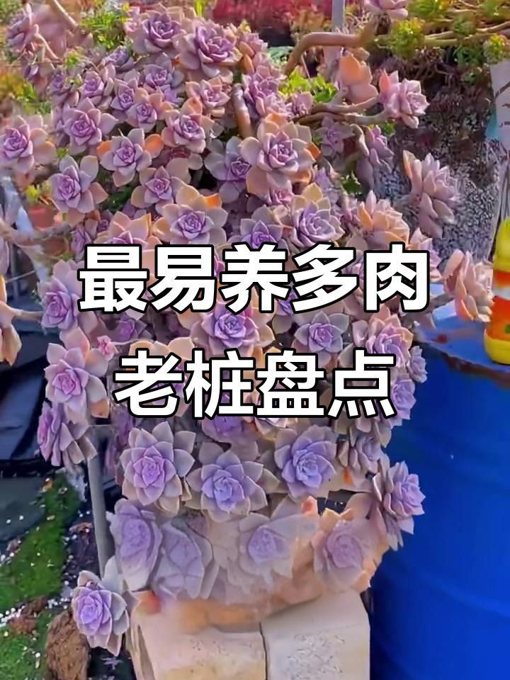 8种最容易养成老桩的多肉植物，轻松打造迷人盆景