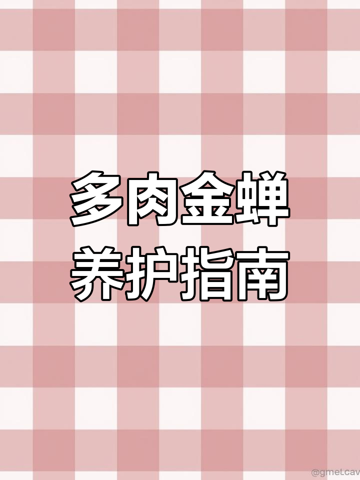金蝉多肉,耐旱喜光,合理浇水施肥,轻松养护