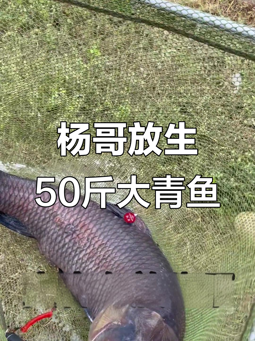 四川杨哥放生50斤大青鱼,巨物出水震撼全场