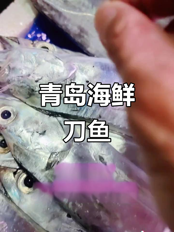青岛海鲜市场刀鱼新鲜出炉,带钩35元一斤