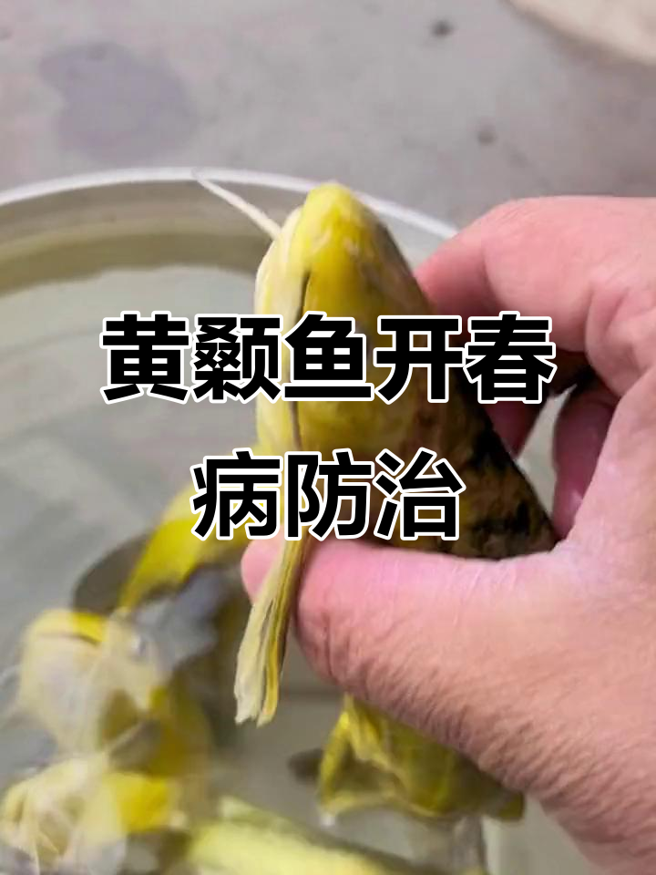 春季黄颡鱼疾病高发,如何应对?