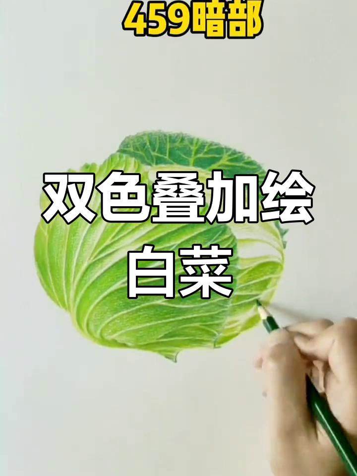 彩铅画技巧:绘制白菜