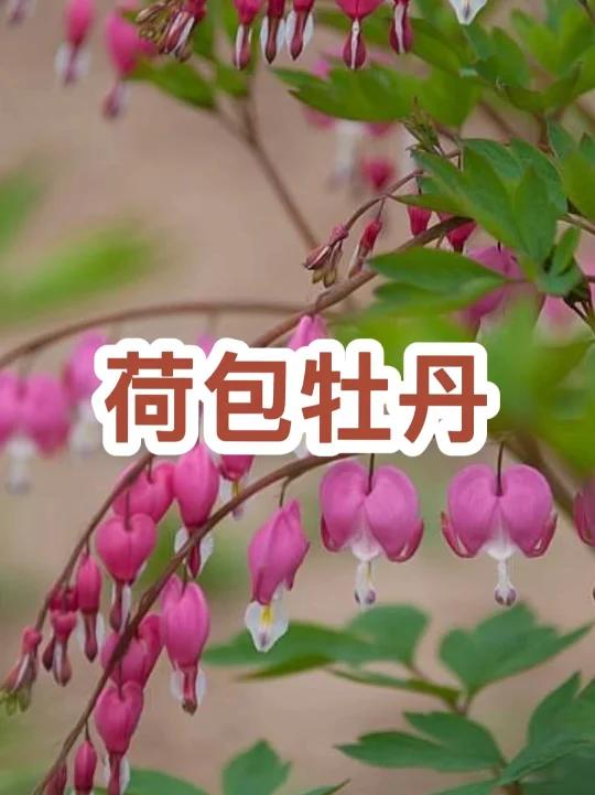 荷包牡丹