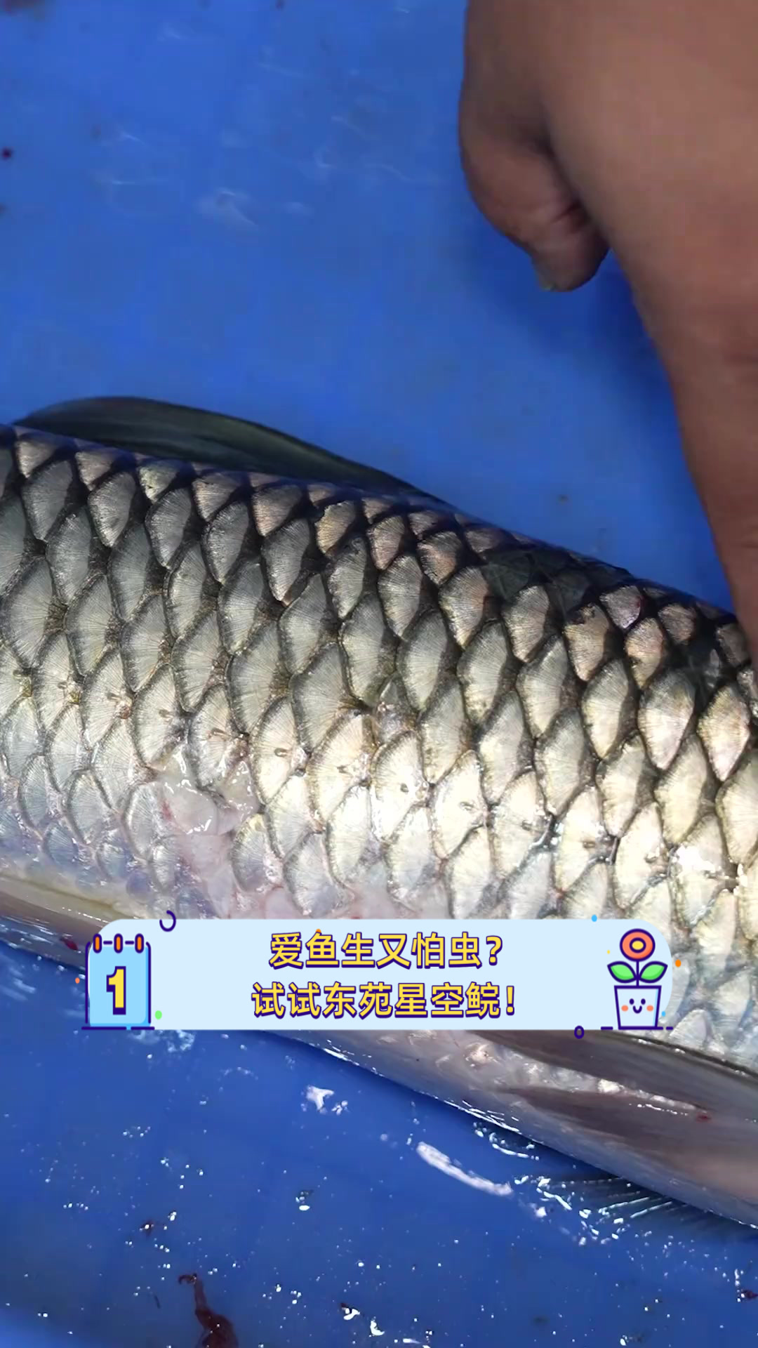 爱鱼生又怕虫?试试东苑星空鲩!