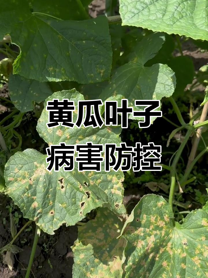 黄瓜叶病害防治技巧,角斑病与霜霉病的区别及应对方法