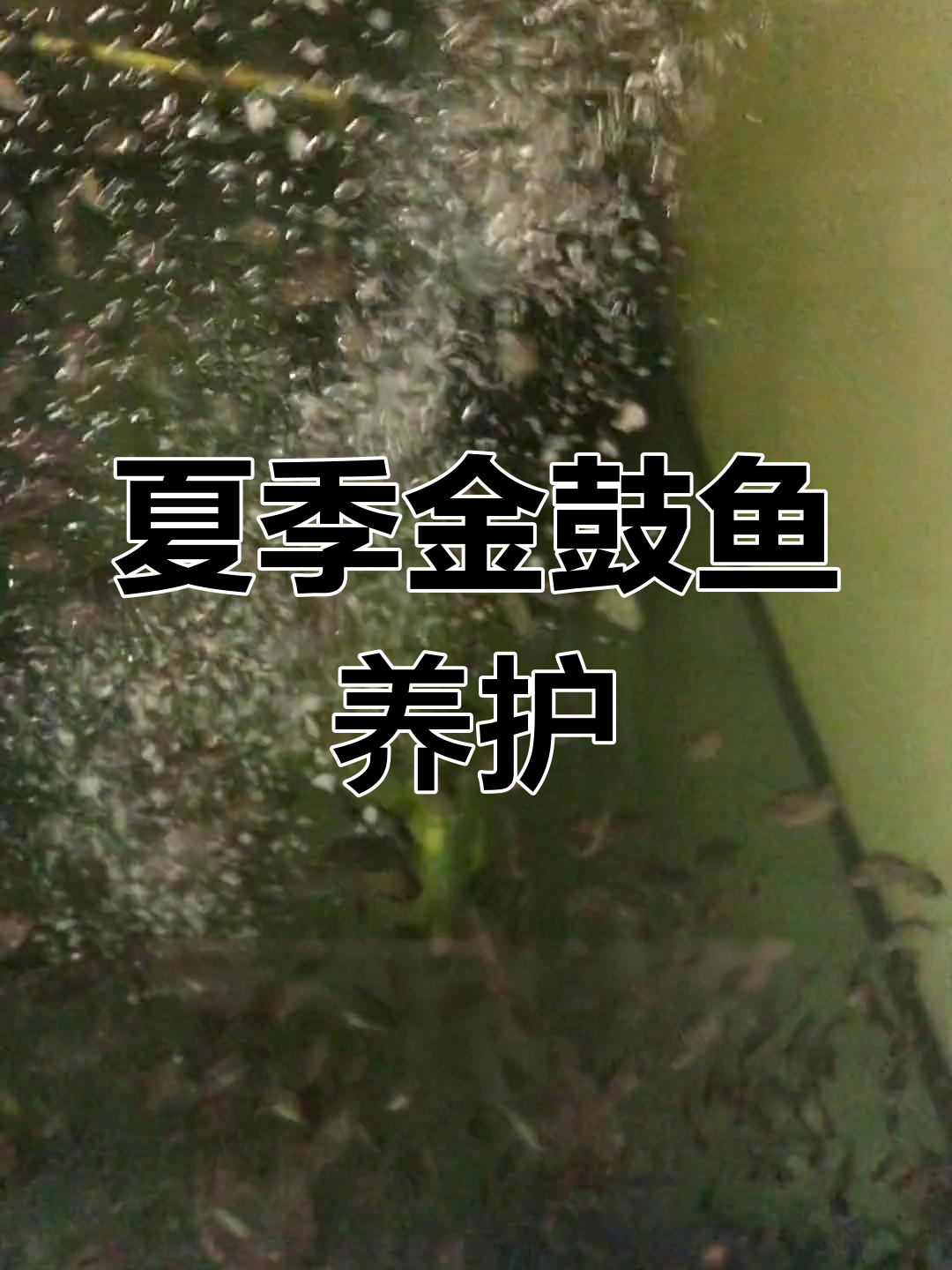 金鼓鱼如何催肥