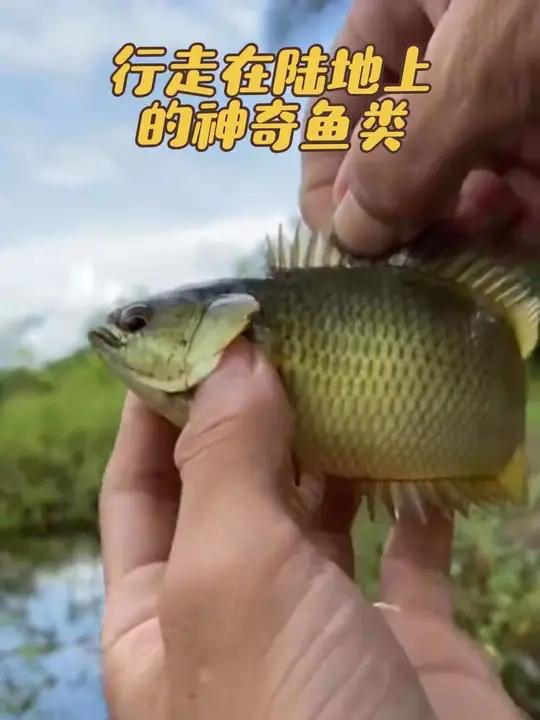 行走在陆地上的神奇鱼类—攀鲈