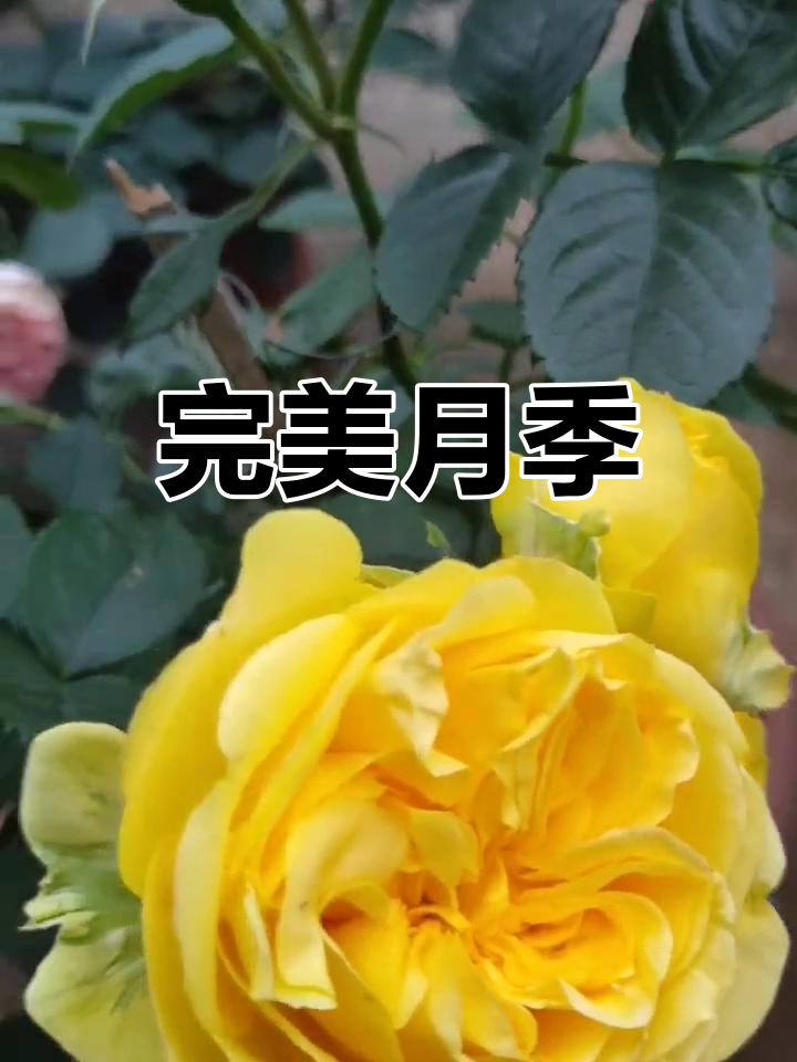 月季花色鲜艳,抗病力强,复花迅速,几乎无可挑剔