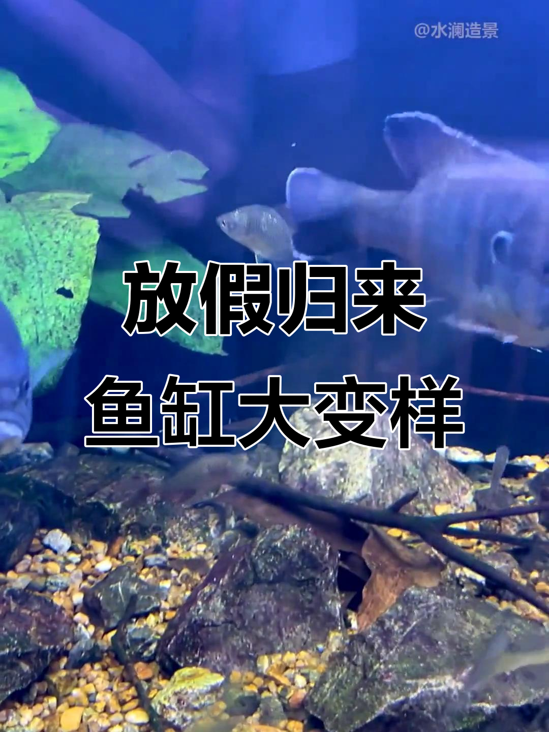 国庆假期后,鱼缸里的黑河虾和雷龙都发生了什么变化?