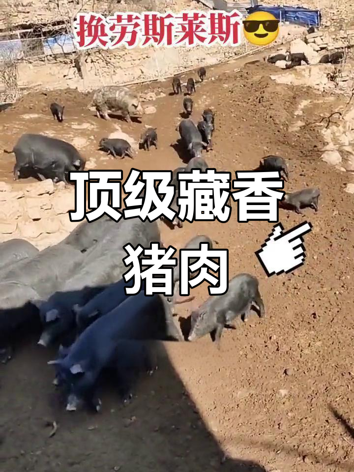 藏香猪:生长在海拔三千米的皇家贡品,肉质鲜美为何如此昂贵?