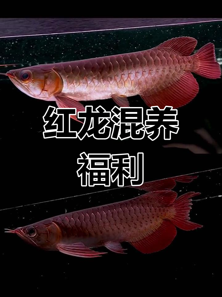 印尼红龙混养实战,23厘米断尾鱼等你拿走