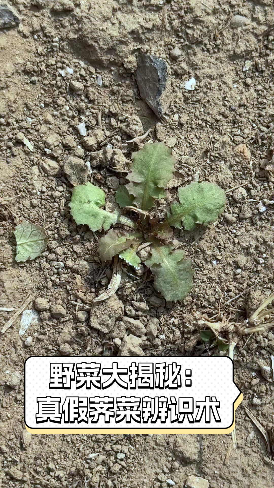 野菜大揭秘:真假荠菜辨识术