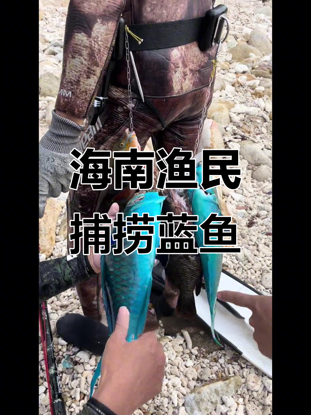 海南渔民日常:抓鱼、刺身与火锅,蓝色珊瑚鱼的美丽之旅