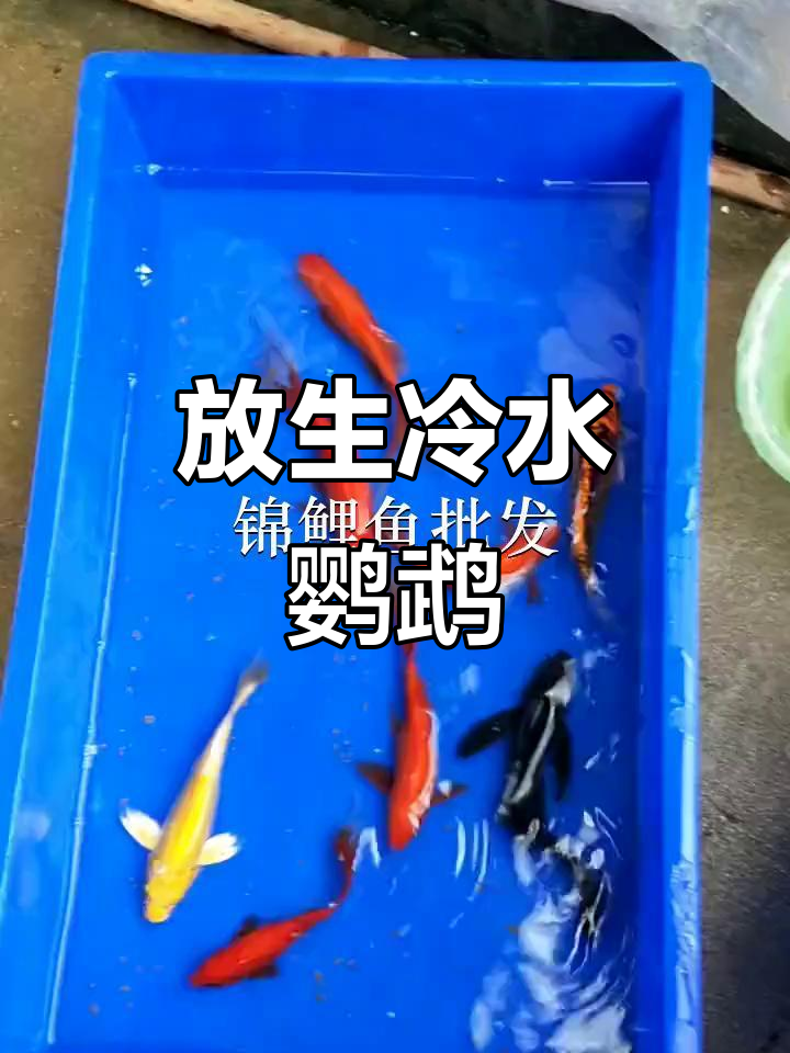广州大岗鱼苗场放生冷水鹦鹉,东北朋友定制秋脆品种