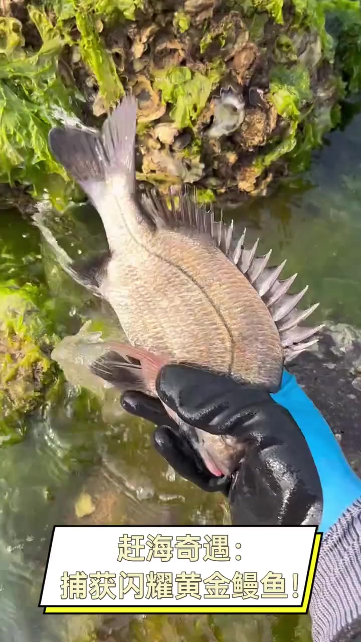 赶海奇遇:捕获闪耀黄金鳗鱼!