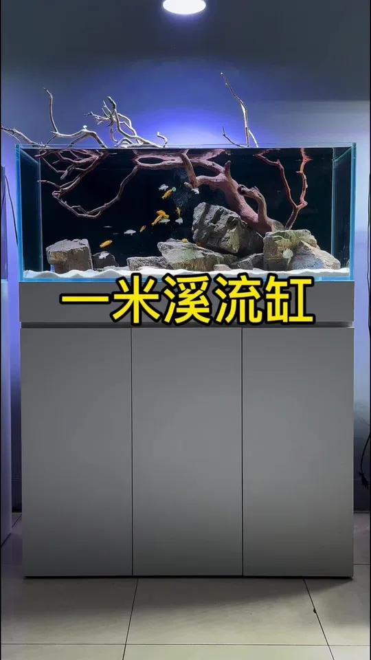 中式风格造景 鱼缸造景 造景 三湖慈鲷