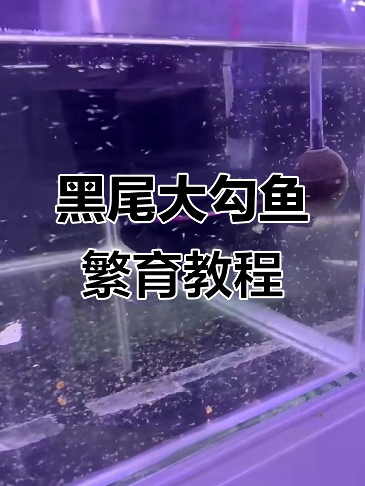 黑尾大勾鱼苗繁殖技巧与换水方法
