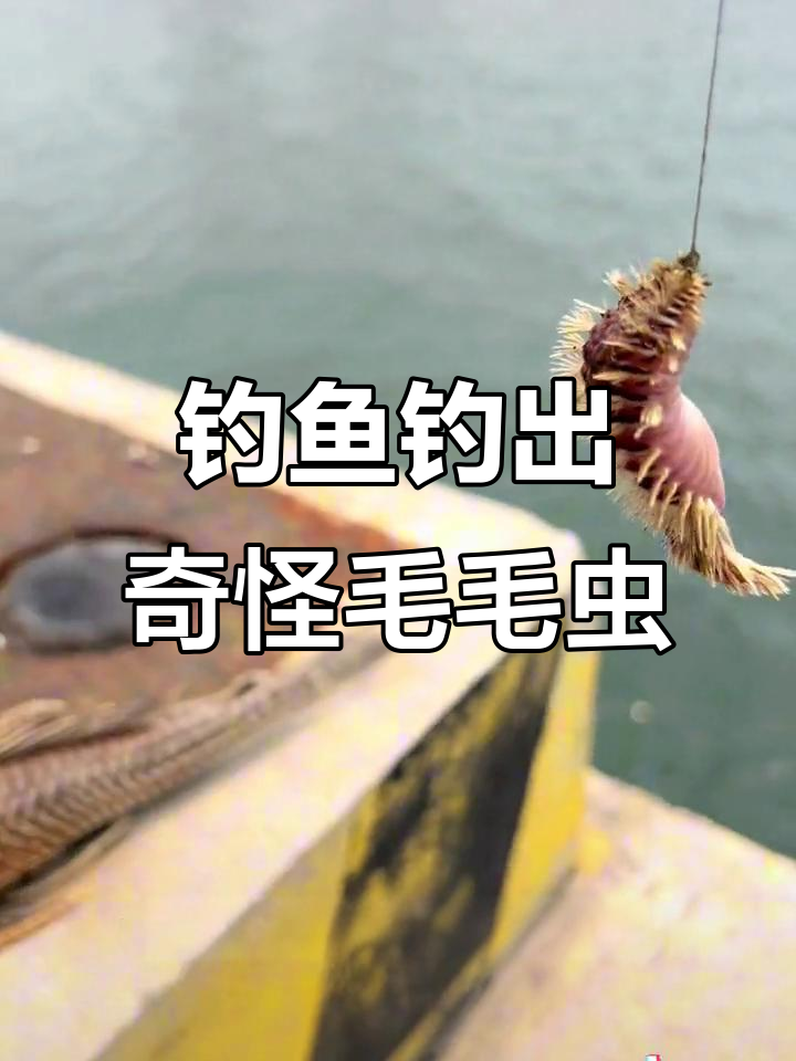海钓惊现“毛毛虫”鱼，嘴巴小到能吞大钩！