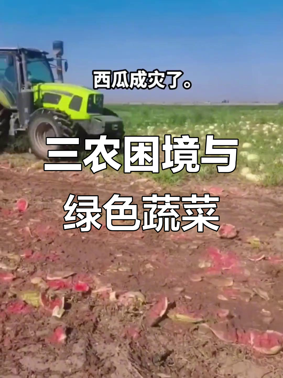 农民种菜辛苦,西瓜丰收却成灾!