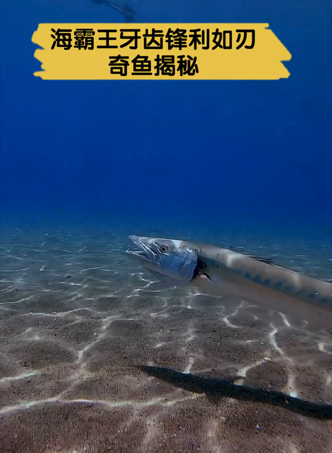 海霸王牙齿锋利如刃,奇鱼揭秘