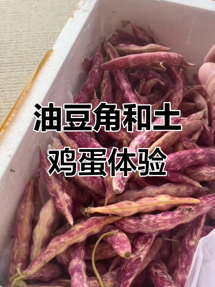 东北油豆角与土鸡蛋的奇妙口感,值得尝试!