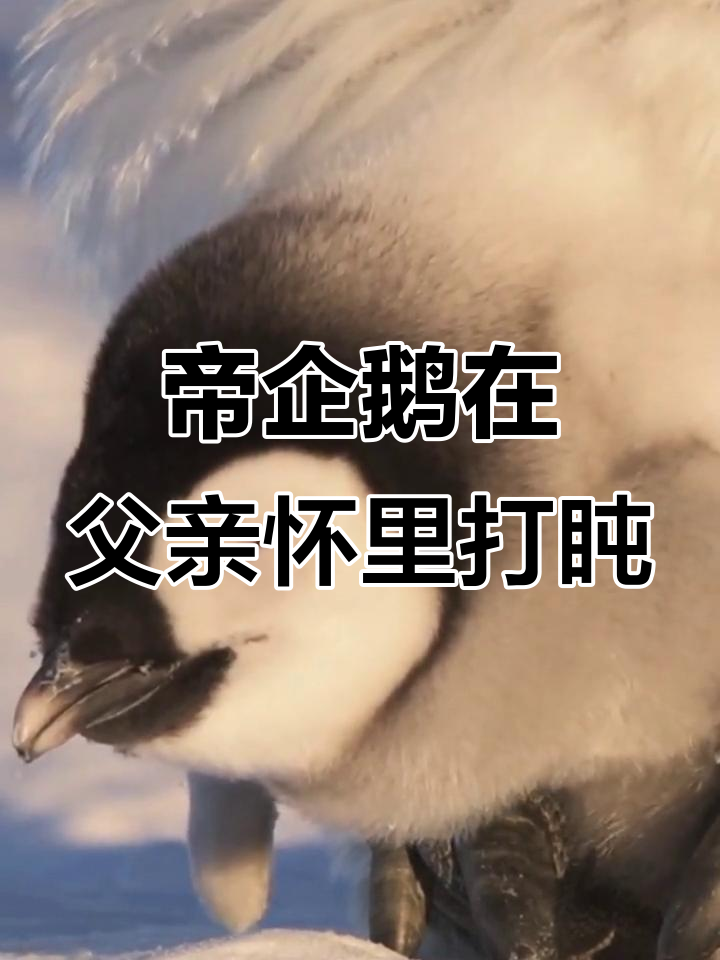 南极帝企鹅躲进爸爸育儿袋,萌态十足打瞌睡