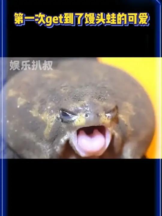 第一次get到了馒头蛙的可爱