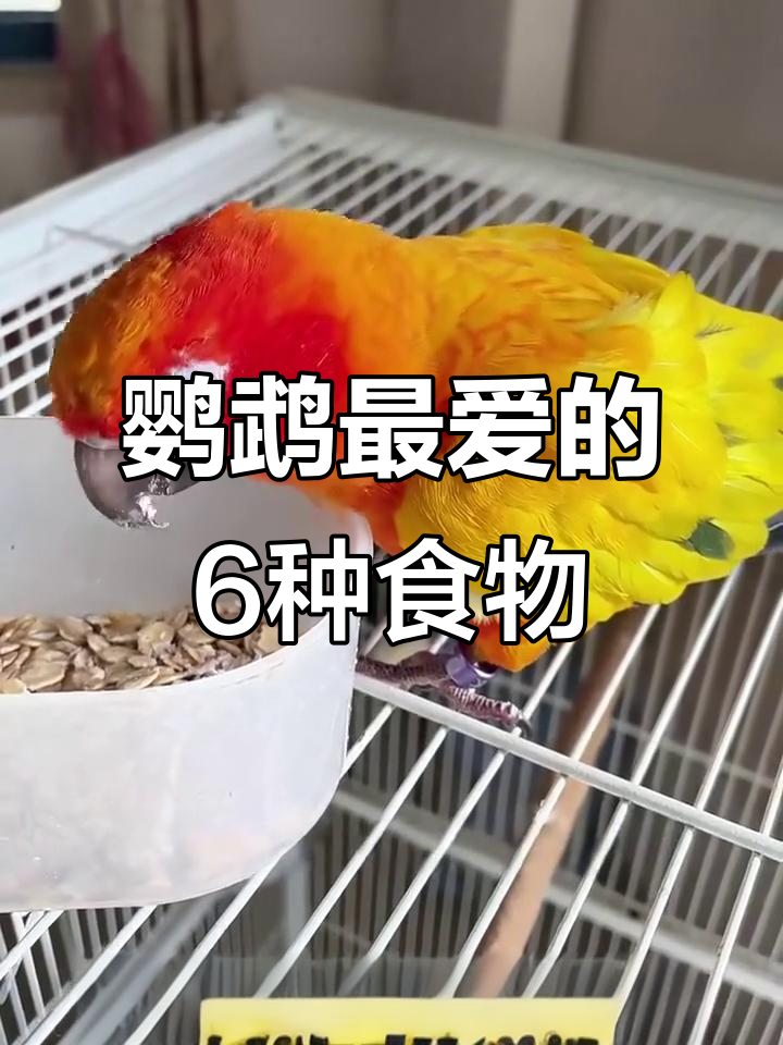 鹦鹉最爱吃的食物大揭秘，水果、蔬菜全都有！