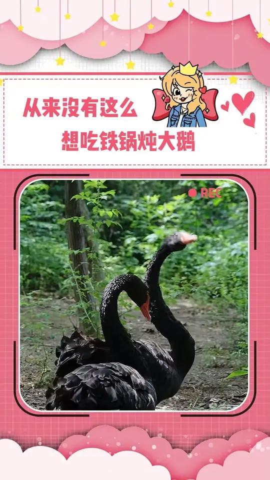 第一次这么想网爆两只天鹅