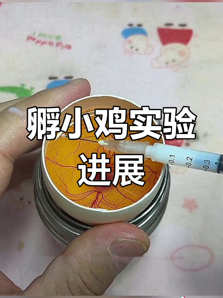 用鸭蛋壳孵化鸡蛋,第七天观察小鸡发育情况