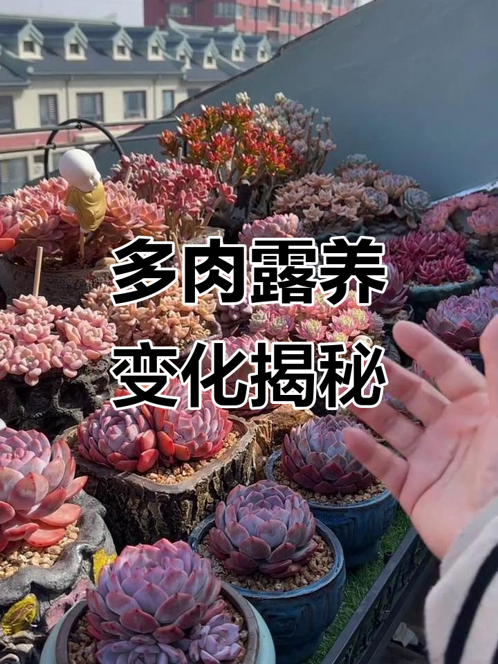 露养多肉植物的变化：白霜的形成与保护作用