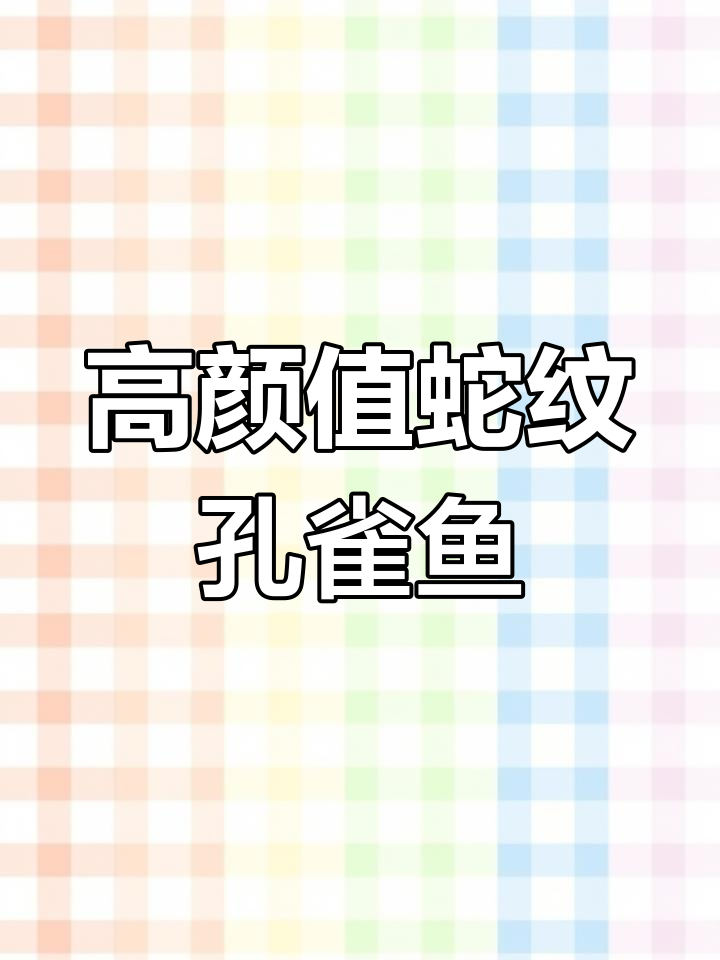 蛇纹马赛克孔雀鱼惊艳登场,优雅与高端并存