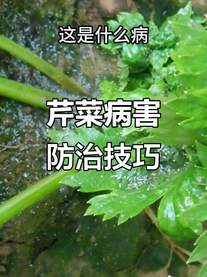 芹菜常见病虫害及防治方法，增产必看