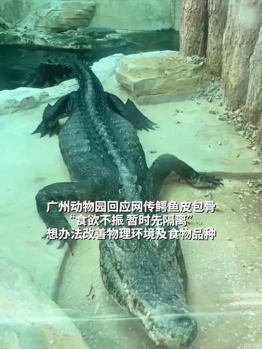 广州动物园回应网传鳄鱼皮包骨 “食欲不振 暂时先隔离” 想办法改善物理环境及食物品种 广州