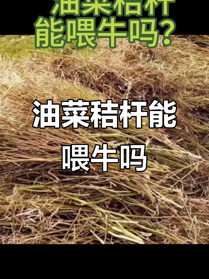 油菜秸秆喂牛,好处多多!