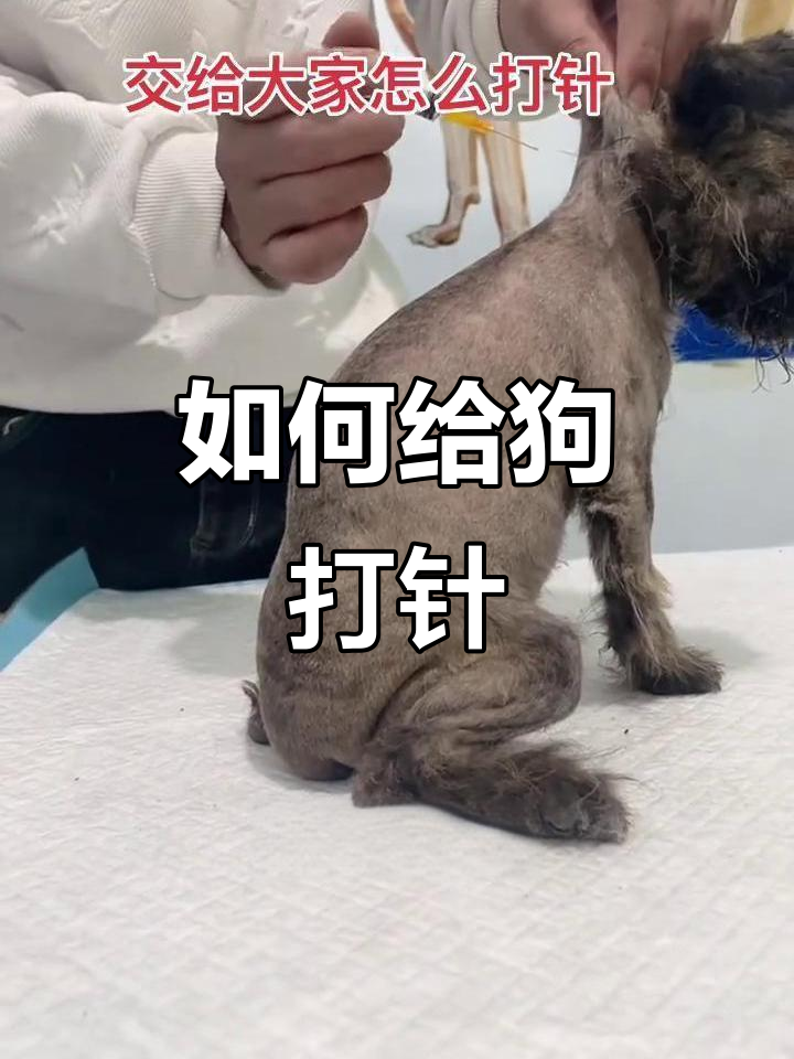 狗狗打针技巧大公开,皮下注射和肌肉注射全解析