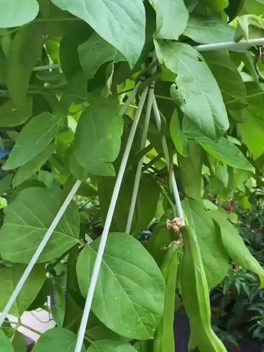大棚骨架拱棚支架蔬菜拱棚支架豆角搭架专用杆大棚拱棚支架好物推荐支架大棚R