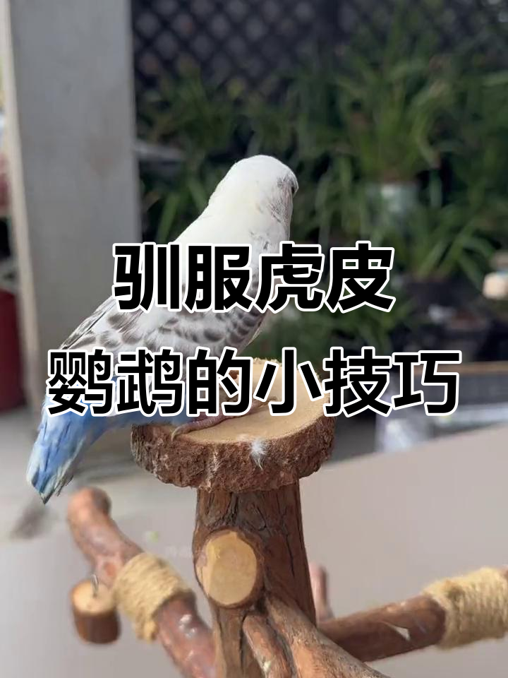如何让反骨仔虎皮鹦鹉变乖?剪掉翅膀和尾巴,它就成了走地鸡