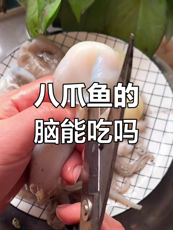 八爪鱼脑袋到底能不能吃?爆头和剪开后的真相大揭秘