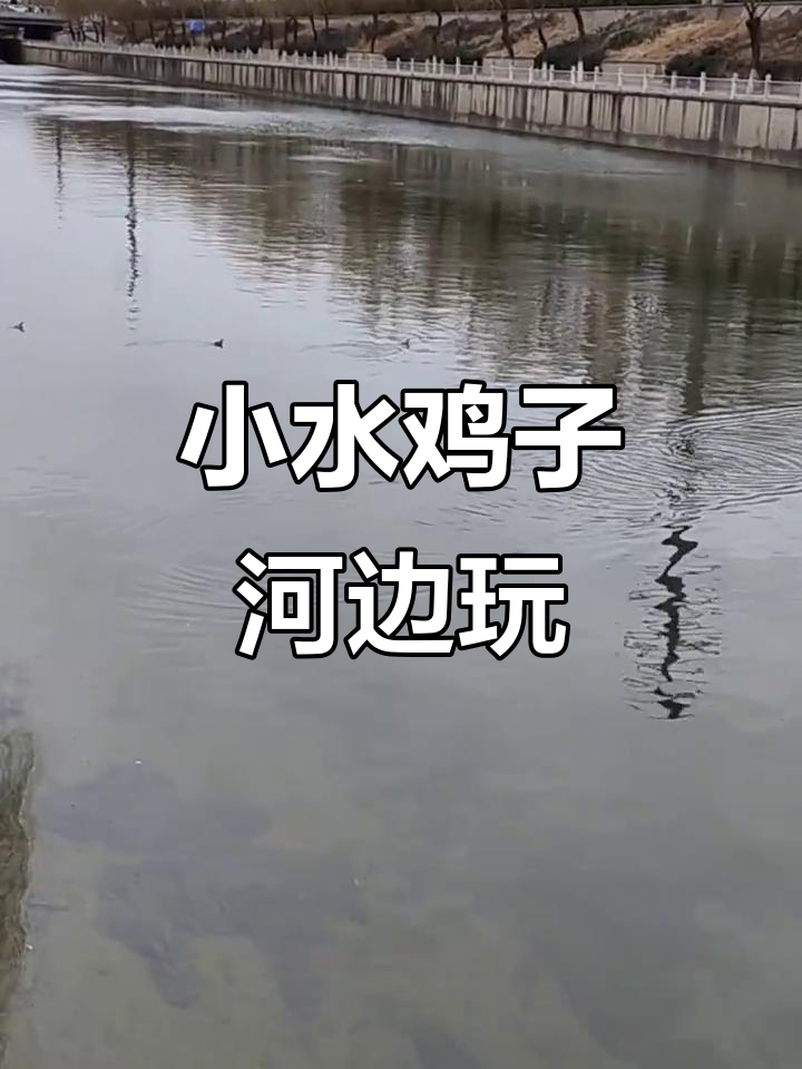 十几只小水鸡在通惠河嬉戏,萌态十足