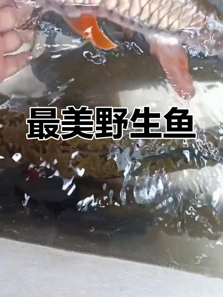 野生草鲡鱼,最美军鱼的代表