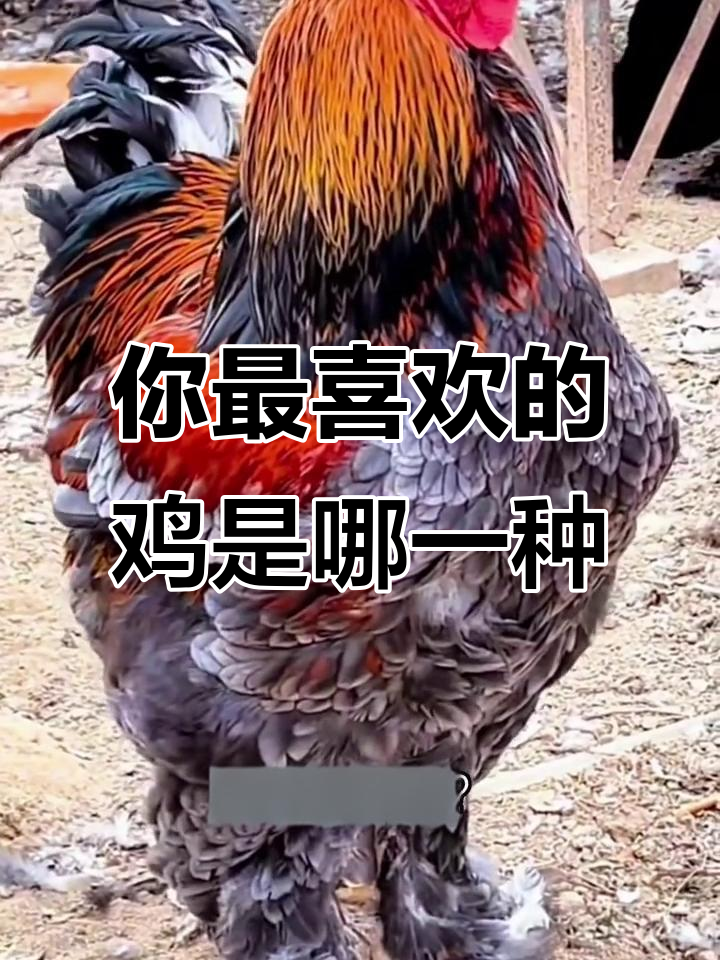 15种不同品种的鸡，你最喜欢哪种？