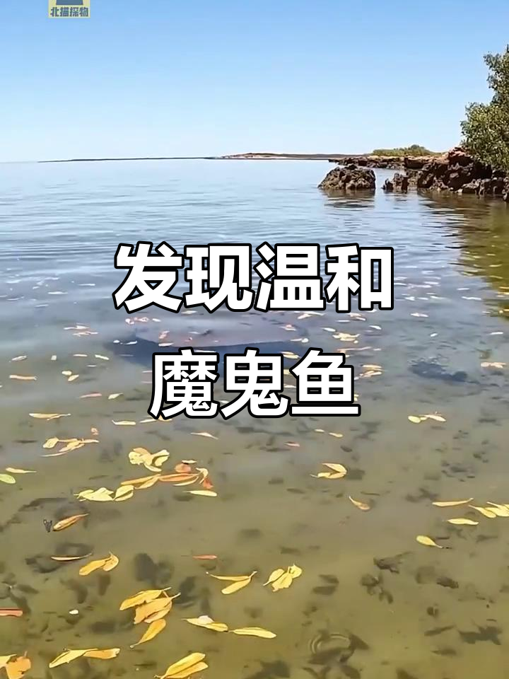 岸边惊现魔鬼鱼,温顺如蝙蝠